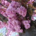 Japán cseresznyefa virág