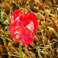 Magányos tulipán, tavaszi virág