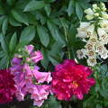 pünkösdi rózsa, gyűszűvirág, virág, kert