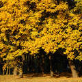 Kazincbarcikai Park ősz