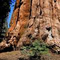 Picur és óriás - Sequoia Forest NP, USA