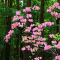 Kaukázusi rododendron, Jeli arborétum