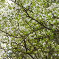 Tavaszi virágzó fa