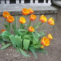 Narancsos tulipán