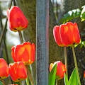 tulipán, tavasz