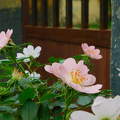 Japán rózsa