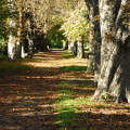 Balatonfűzfő, sétány/park, ősz