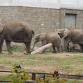 Nyíregyháza  négy fős elefántcsorda