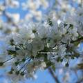 Fleurs de Cerisier