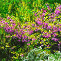 Tavasz színei: Júdás fa, Kerti gyöngyvessző
