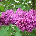 Lilas violet  du jardin