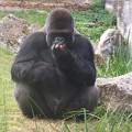 Zoo de Beauval - France - Asato le Gorille