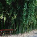 Bambuszerdő a sárvári Arborétumban