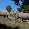 Rhinocéros du Zoo de Beauval - France