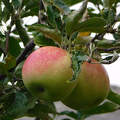 alma, gyümölcs