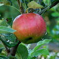 alma, gyümölcs