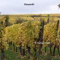 Vignes - Hunawihr  - Alsace - France