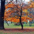 ősz, park, erdő