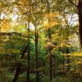 Zalai őszi erdő