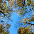 Erdőben - Csengő tető - Olaszfalu (erdő, fény, ősz)