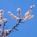 virágzó mandulafa, tavasz
