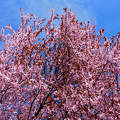 virágzó fa, tavasz