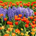 Tavaszi virágok, tulipánok és jácintok