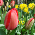 Tulipánok és nárciszok