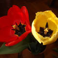 Tulipán. Fotó: Csonki