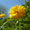 sárga labda virág