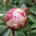 Paeonia, pünkösdi rózsa, bazsarózsa