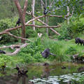 Gorilla család, Hollandia
