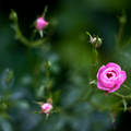 rózsa babarózsa virág szirom