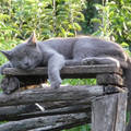 Vadászat után édes a pihenés... (Motoszka cicám)