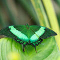 Zöld pillangó