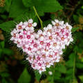 ...időnként a természet is szerelmetes hangulatba kerül... :) 
japán gyöngyvessző (Spiraea japonica 'Little Princess')