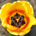 tulipánbelső