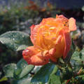 Rózsa ősszel. Fotó Csonki