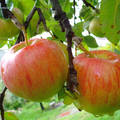 Nyári alma - Csór -   fotó: Kőszály