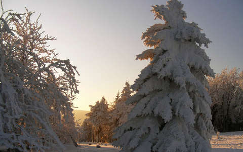 fa fenyő naplemente tél