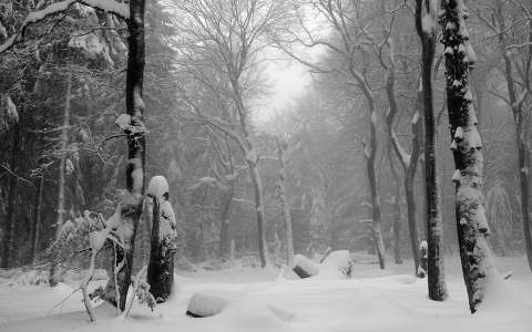 címlapfotó erdő tél