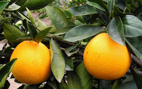gyümölcs narancs örökzöld