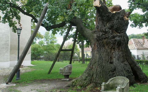 800 éves fa, Hédervár, Magyarország