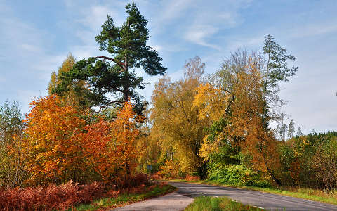 fa fenyő út ősz