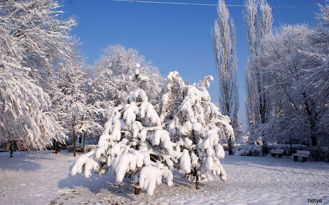 fa fenyő kertek és parkok tél