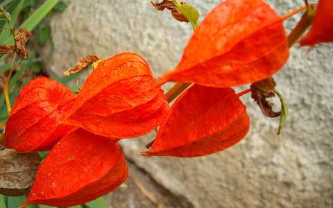 Lampion virág, fotó: Kőszály