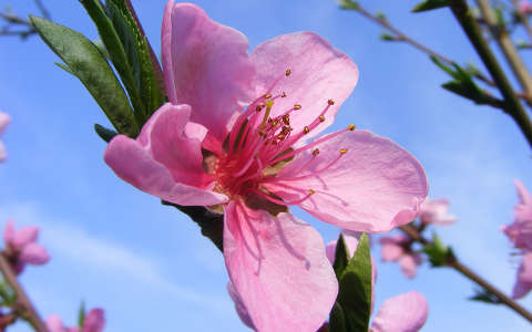 Őszibarack fa virága