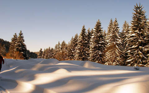 fa fenyő naplemente tél