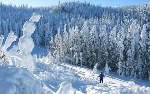 címlapfotó erdő tél téli sport
