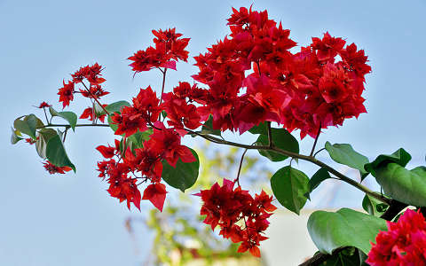 bougainvillea